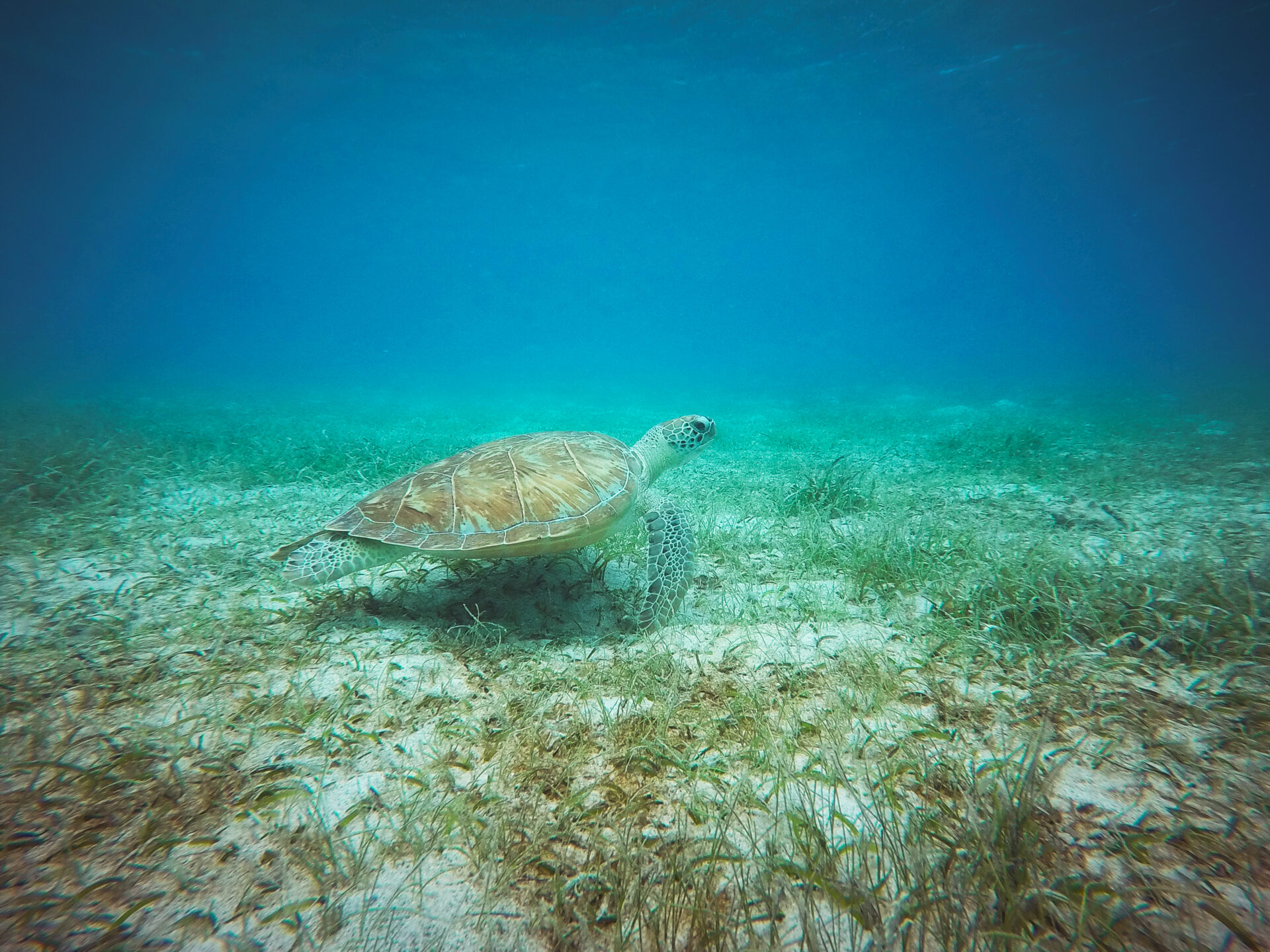 A sea turtle swims near the ocean floor, surrounded by aquatic plants and clear blue water. The turtle's shell and flippers are visible as it moves gracefully through its natural habitat, showcasing the importance of turtle tagging for wildlife conservation.