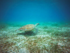 An underwater scene with a sea turtle swimming over a seabed covered in sea grass and sand. The water is clear, revealing the turtle's detailed shell and the underwater environment, with blue tones indicating deeper waters in the background. This serene view celebrates World Oceans Day.