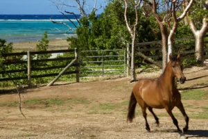 A brown horse trots energetically in a fenced outdoor area at Oil Nut Bay. Behind the horse, a lush green landscape leads to the vibrant blue ocean of the British Virgin Islands under a clear sky, creating a perfect luxury escape. Trees with sparse leaves dot the naturally stunning scene.