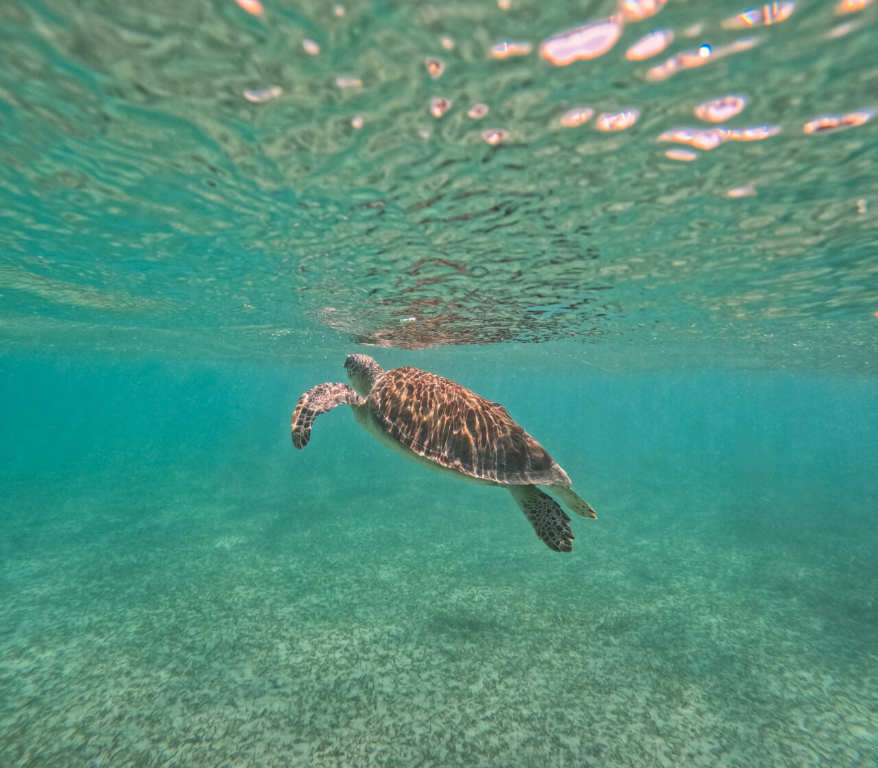 An underwater photograph of a sea turtle swimming gracefully through clear, turquoise ocean water. The turtle is captured in profile, moving horizontally across the frame. Sunlight filters through the rippling surface above, casting shifting light patterns on the turtle's shell and the sandy, seagrass-covered seabed below.