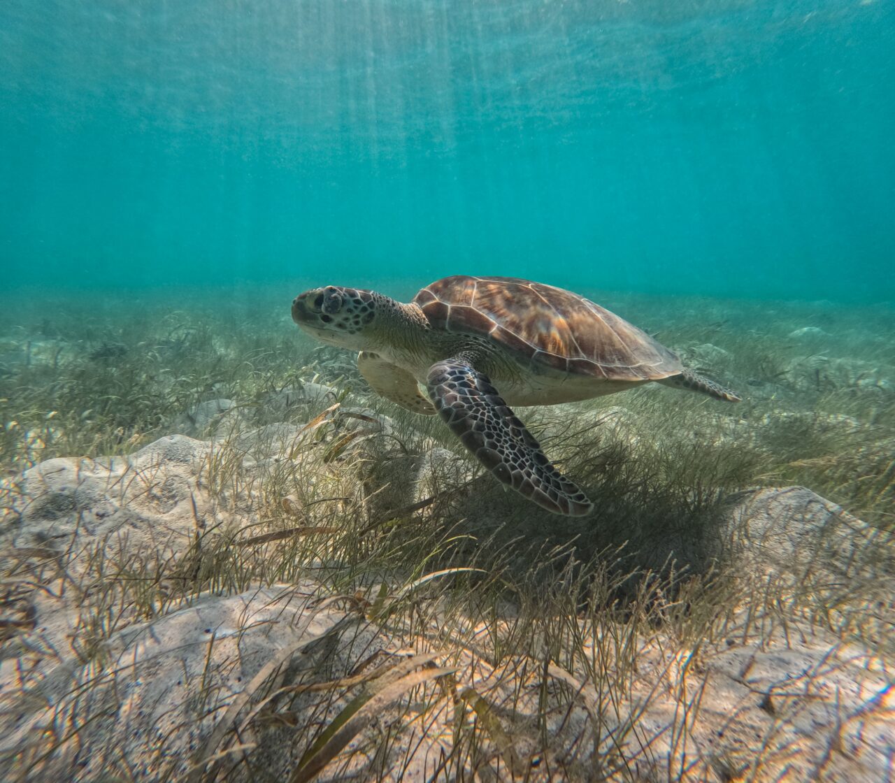 An underwater photograph of a sea turtle swimming from right to left through clear, sunlit turquoise water. The turtle’s patterned shell features shades of brown and tan, while its flippers display a dark, scale-like pattern. Below the turtle, the sandy ocean floor is covered with patches of green sea grass. Bright sunbeams filter down from the surface of the water above, illuminating the scene.