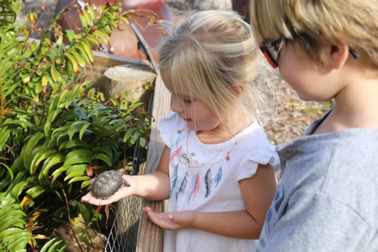 Two young children participating in the Ranger's Kids Program at Oil Nut Bay, gently holding a tiny sea turtle during an interactive marine conservation family activity in Virgin Gorda.