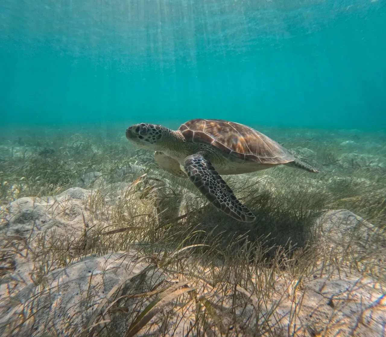 A sea turtle swimming over seagrass beds in the clear, turquoise waters of Oil Nut Bay in Virgin Gorda.
